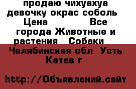 продаю чихуахуа девочку,окрас соболь › Цена ­ 25 000 - Все города Животные и растения » Собаки   . Челябинская обл.,Усть-Катав г.